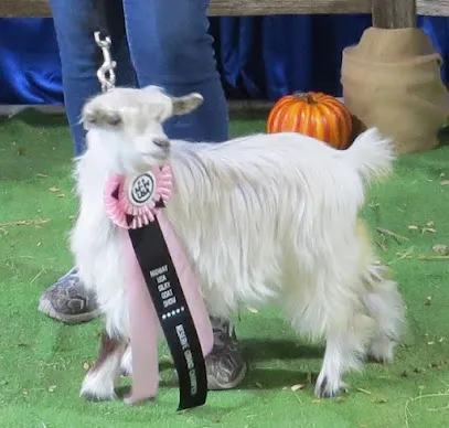 Hill Country Miniature Silky Fainting Goats mini golf course in Rockwall, Texas